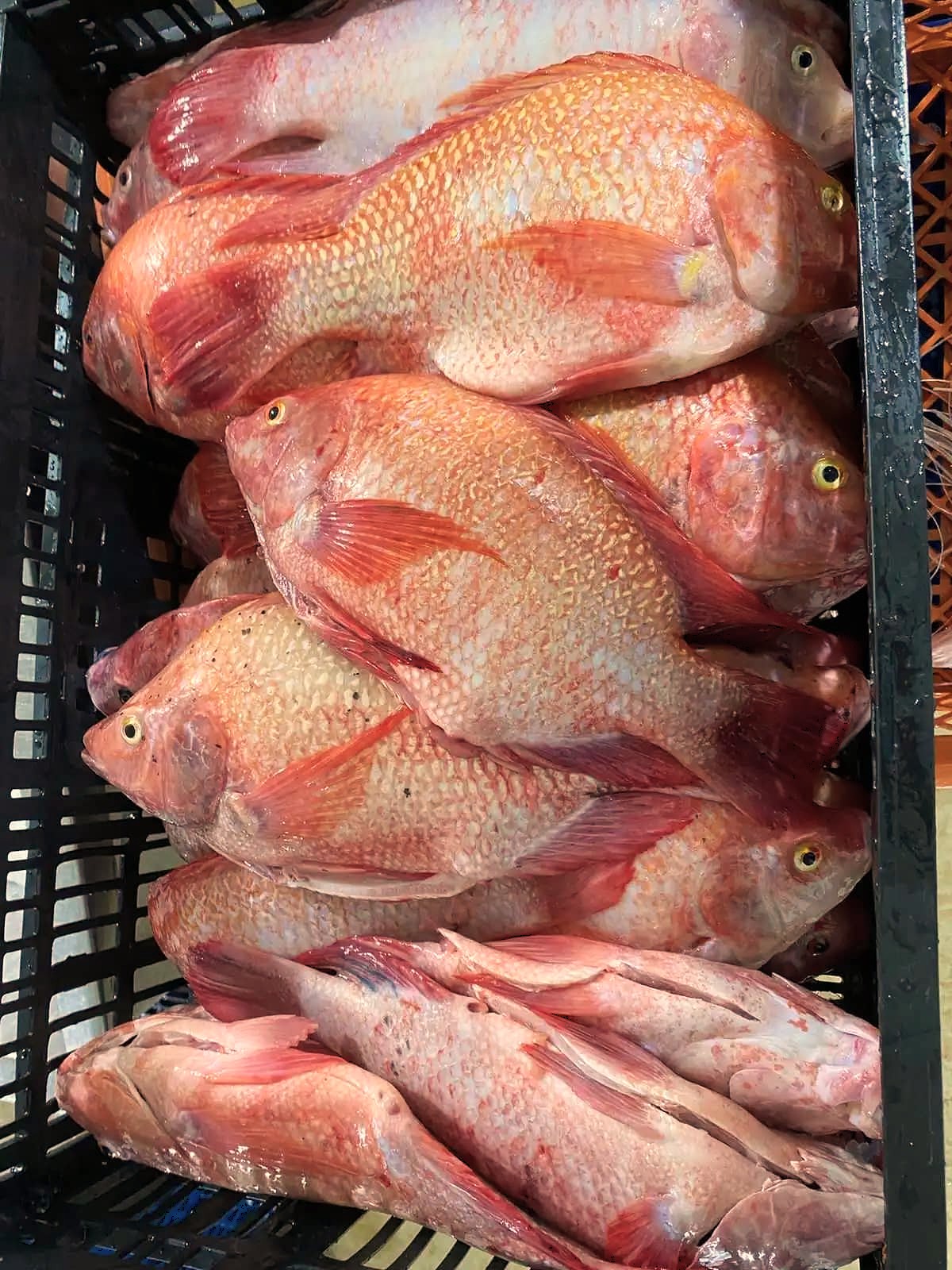 Tilapia roja entera