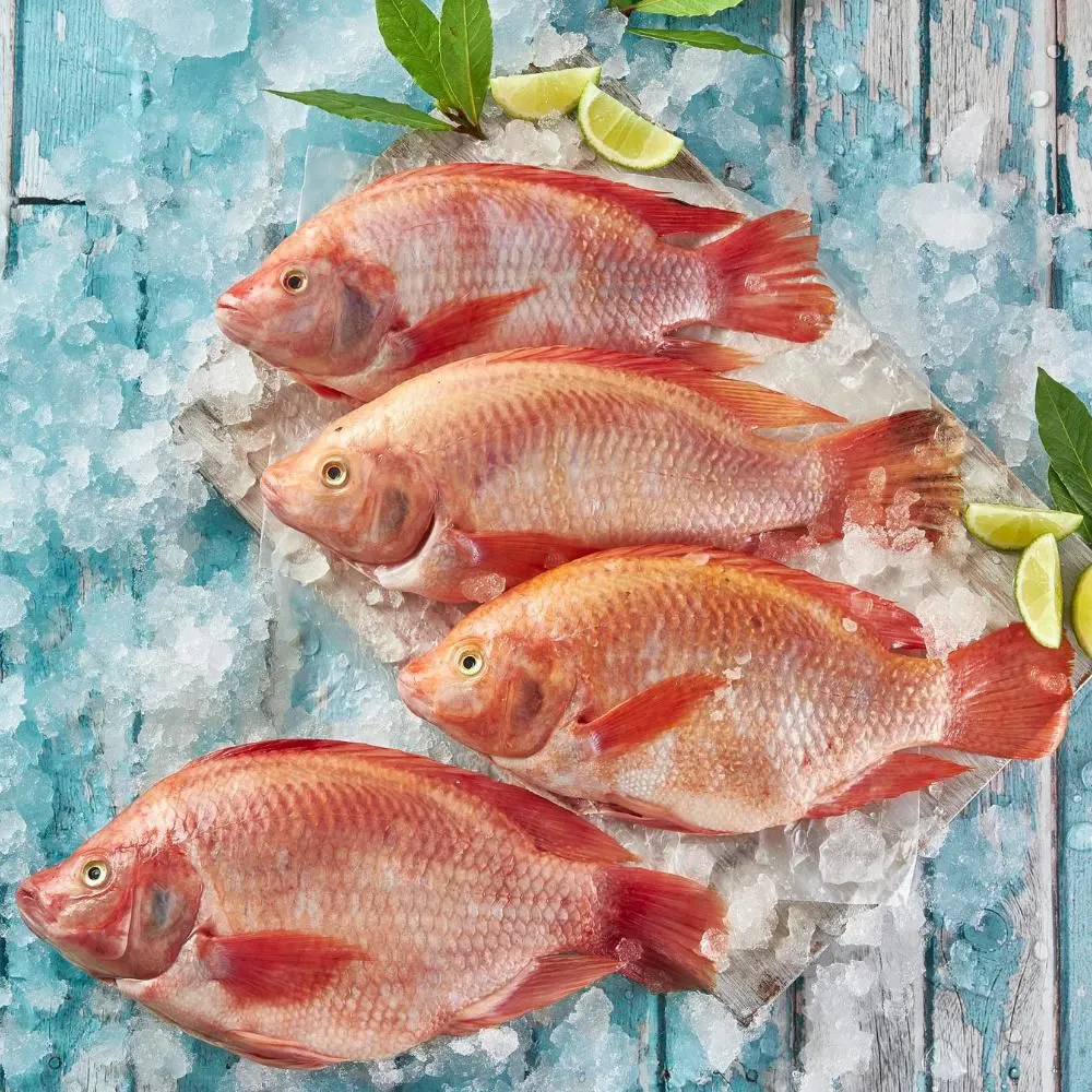 Tilapia roja en bandeja